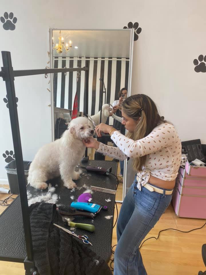dog grooming chicago