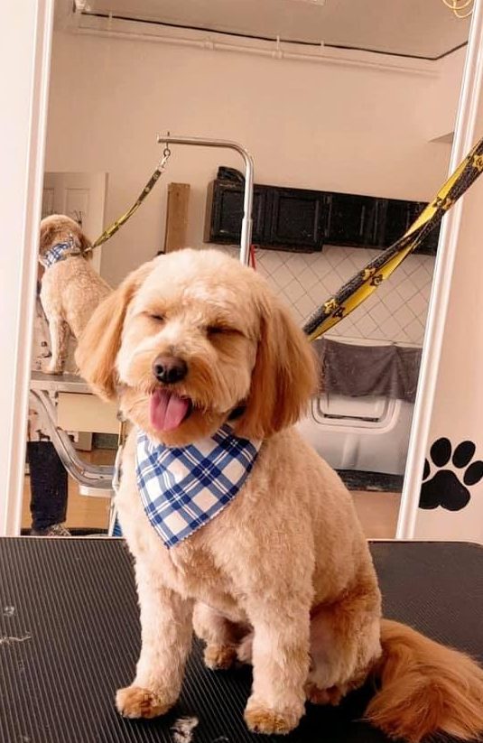 Pet Grooming Salon in Chicago - The Best Dog Grooming Services
