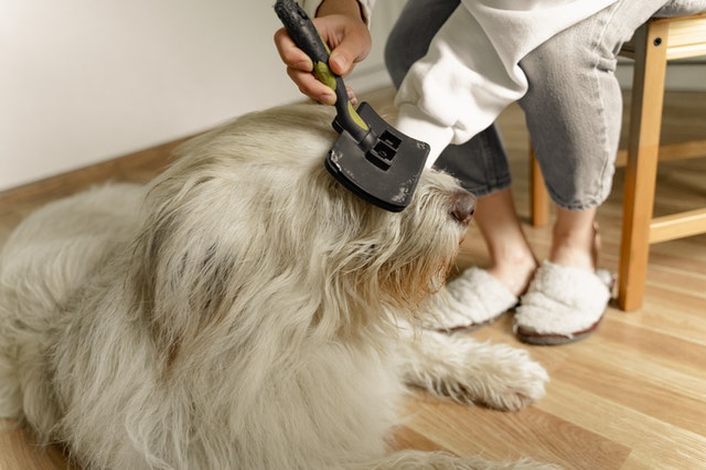 How to properly brush your Dog’s fur Chicago Il