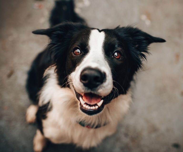 Dog Grooming Salon Chicago Best Groomers In Chicago! Visit us!