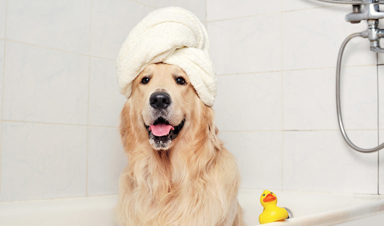 Human Products for Dog Grooming