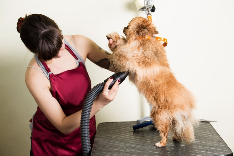 Dryer Maintenance Tips for Dog Groomers
