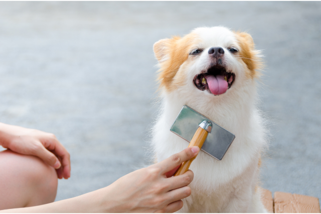 Reasons To Get Your Dog Groomed In Summer