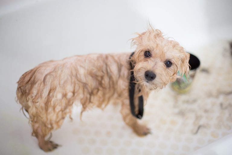 Signs Your Dog Is Ready For Grooming in Chicago Il