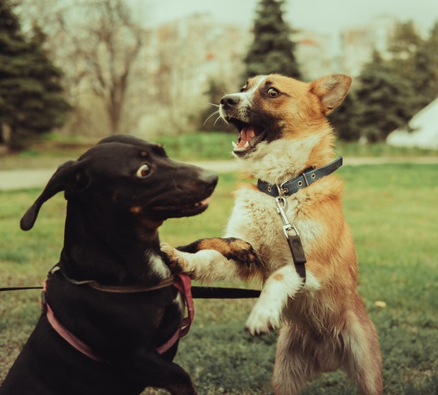 Best Ways To Handle Aggression In Dogs