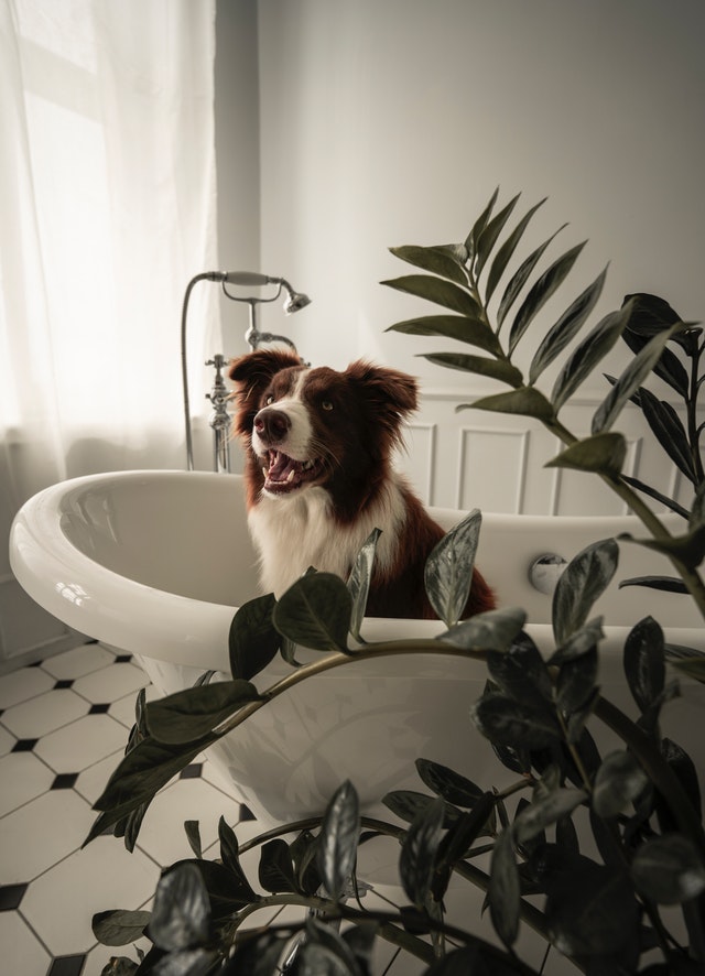 Deluxe Bath For Dog Chicago
