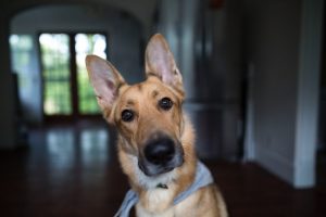 Ear Care For Dogs During Summer