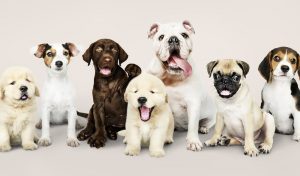 Most Common Dog Breeds
