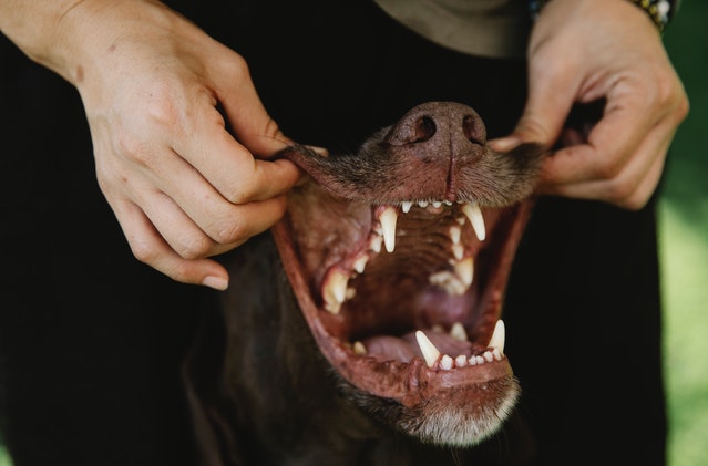 Tips To Take Care Of Dogs' Teeth