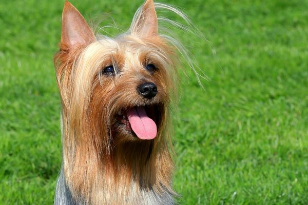 top 10 rarest Australian Silky Terrier