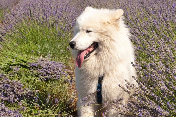 Samoyedo rare long hair dog