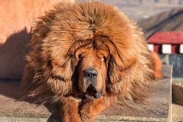 top 10 rarest Tibetan Mastiff dog