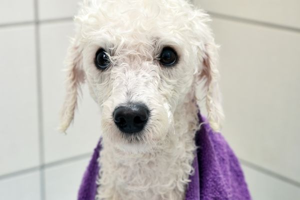 bath for poodle