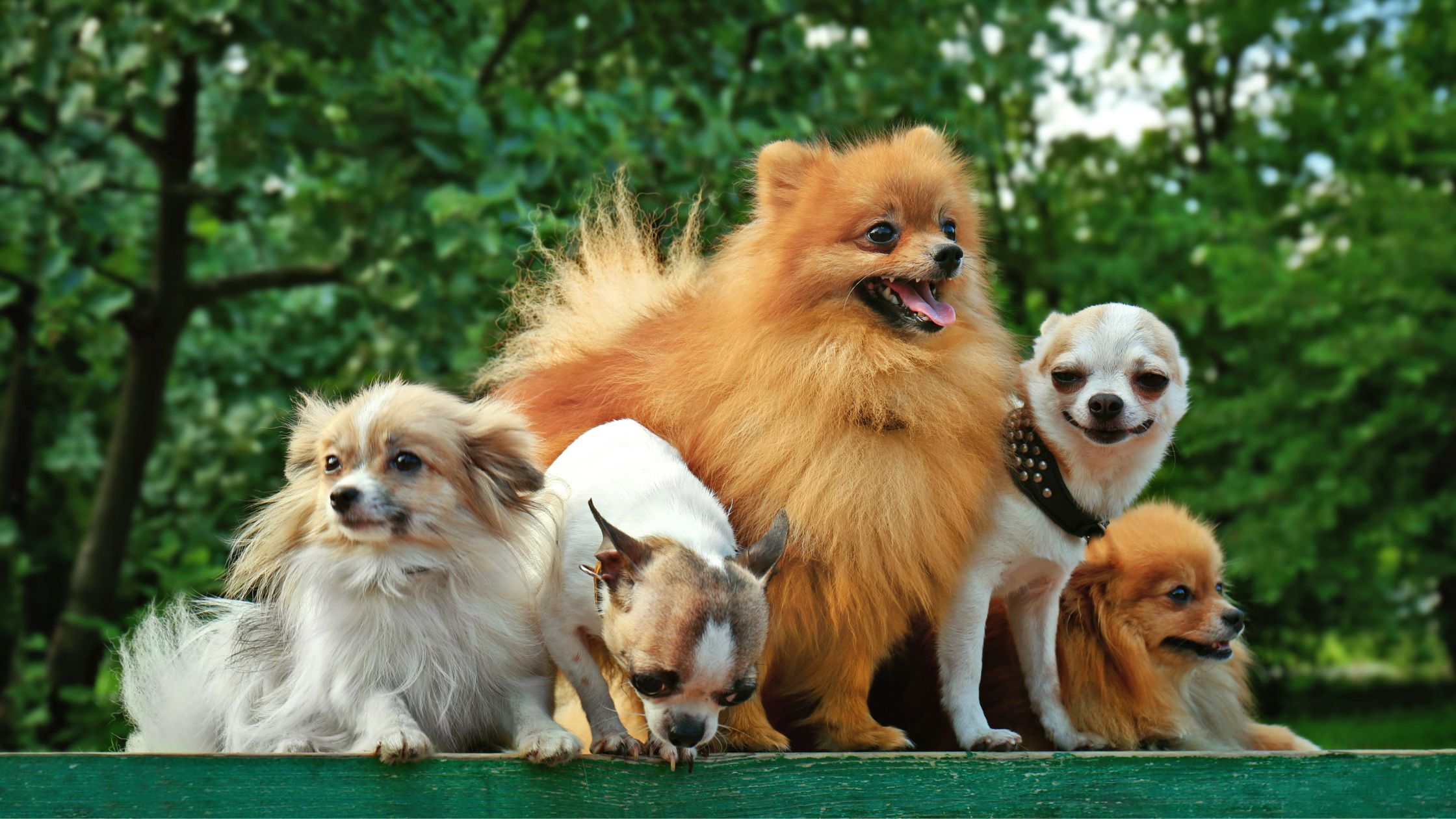 top 10 rarest dog breeds