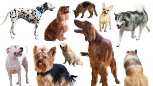 What Are The 10 Groups of Dog Breeds?