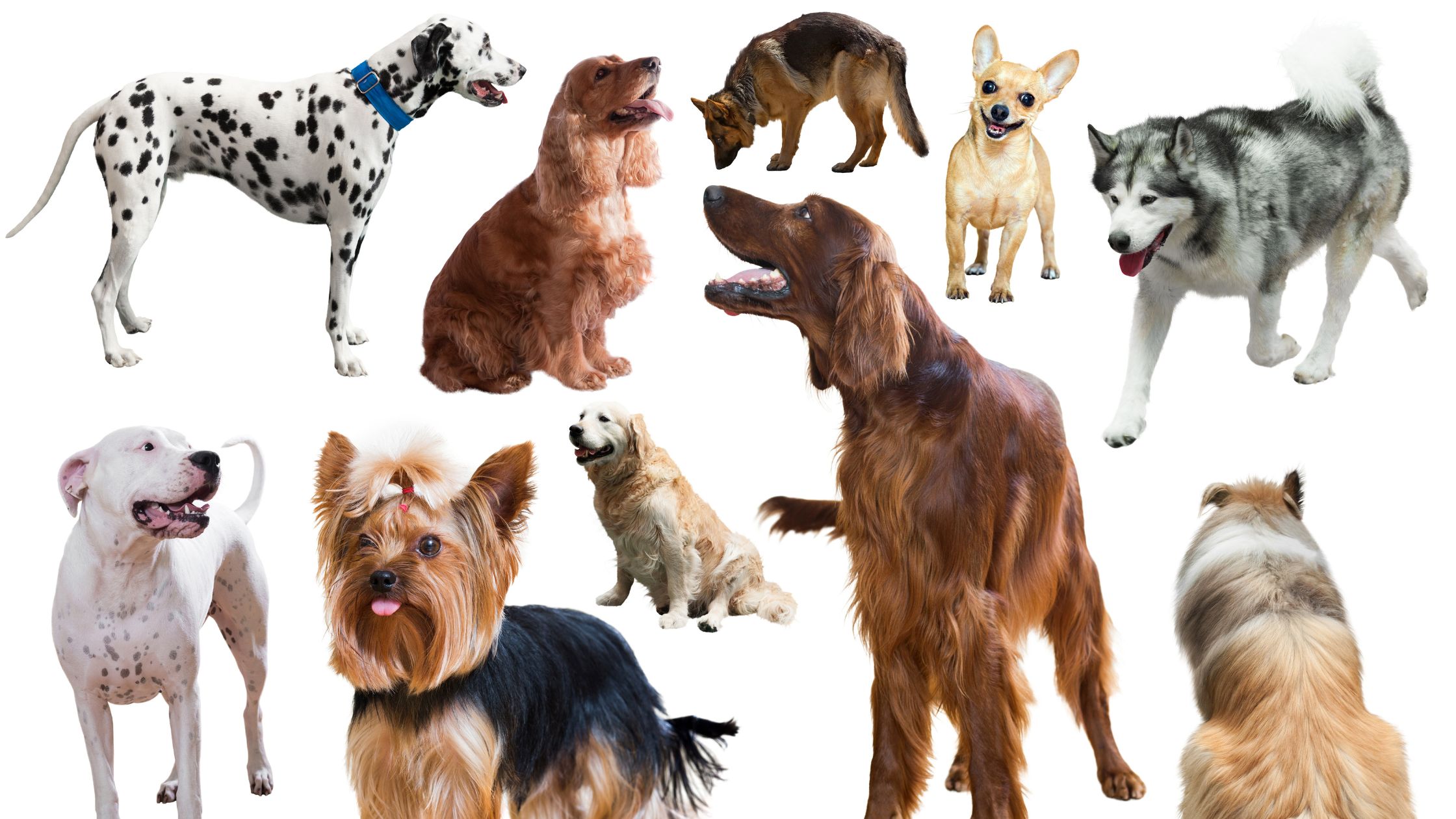 10 groups of dog breeds