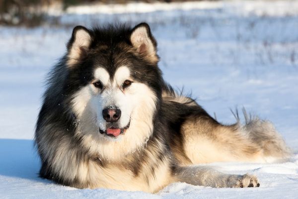 Alaskan Malamute dog breeds