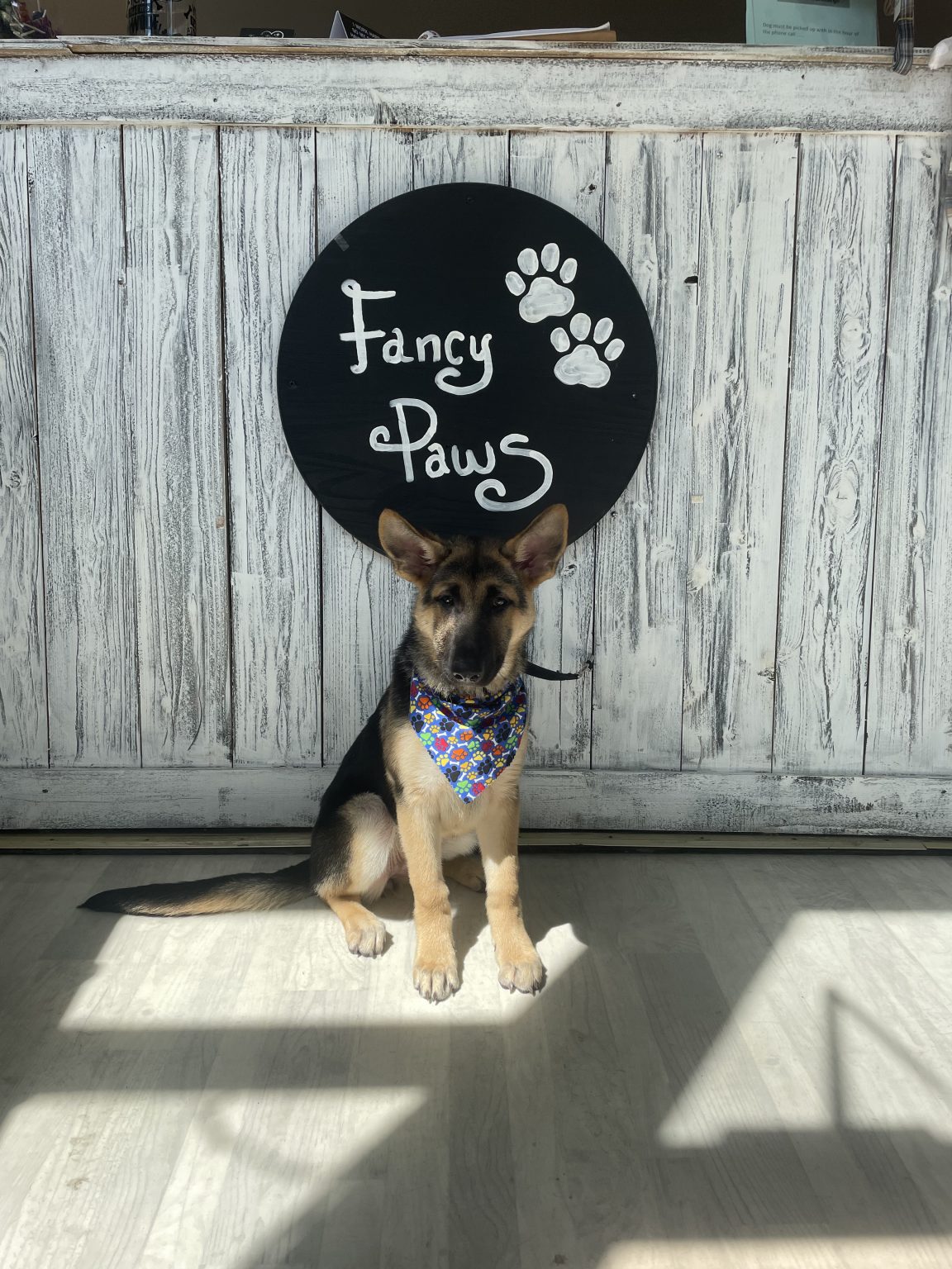 Deluxe Bath For Dog Chicago The Best Dog Grooming Services