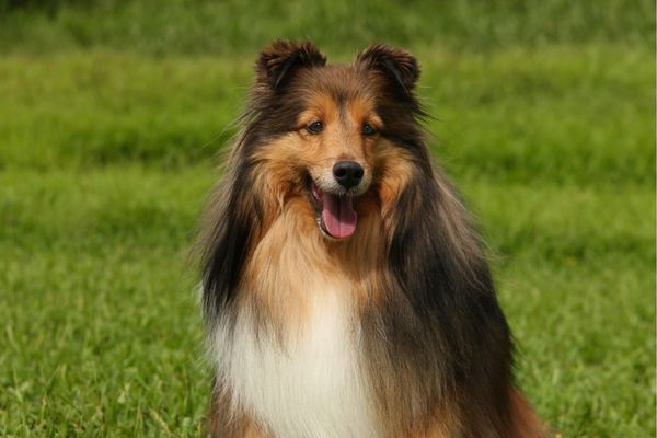 Longhaired Collie sheepdog