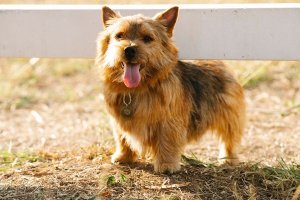 Norwich terrier dog breeds