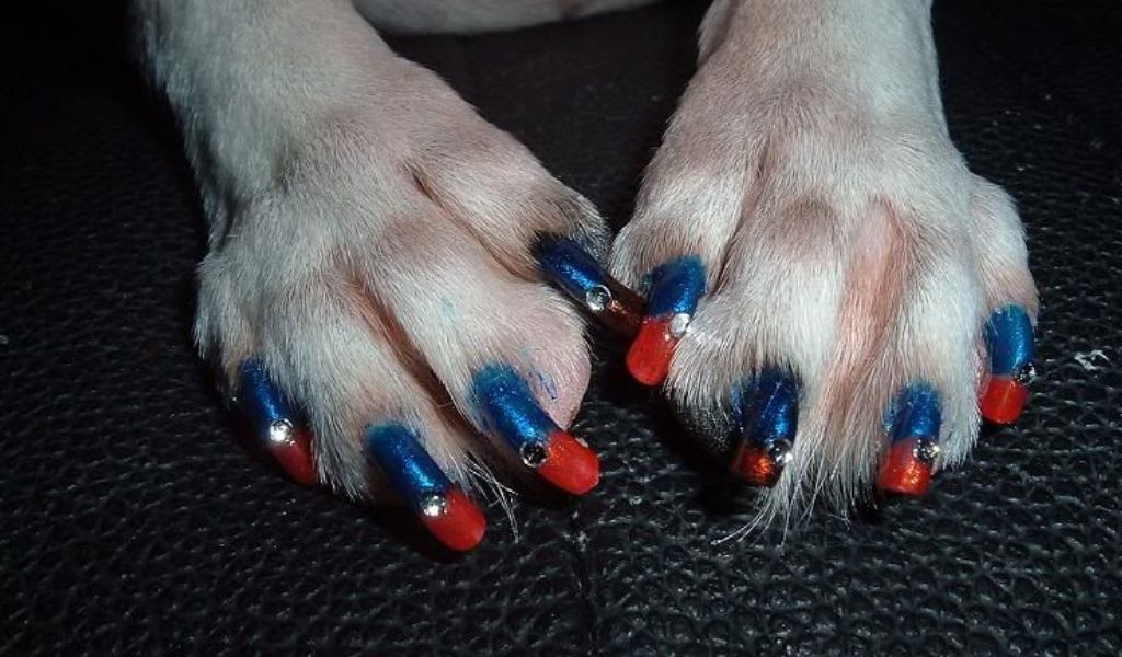 why not paint your dog's nails