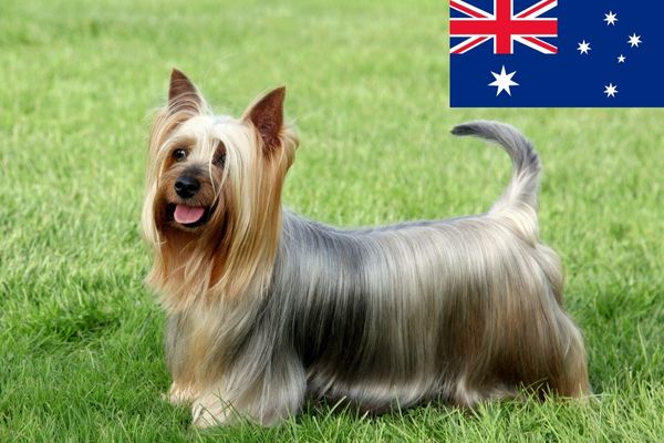 Australian Silky Terriers