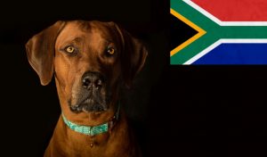 dogs from south africa