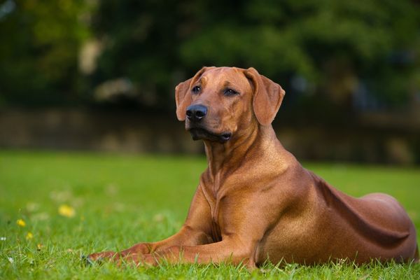 rhodesian dogs from south africa