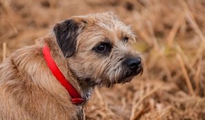 Terriers: FCI Group #3: The 5 Types of Breeds