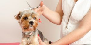 Reasons To Keep Your Pet Clean And Groomed