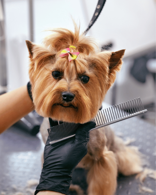 Groomed dog after haircut by student at Fancy Paws Grooming School in Chicago