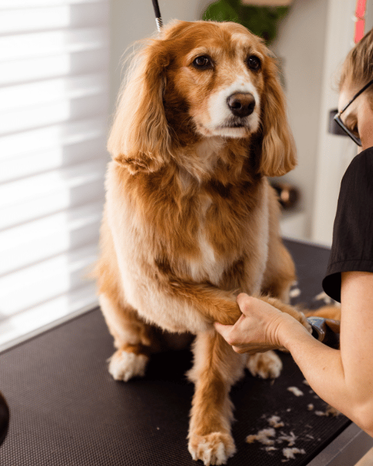 professional grooming class in Chicago