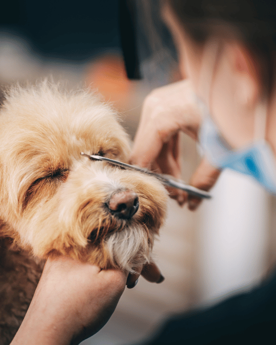 Fancy Paws Grooming School at 4516 W Fullerton Ave, Chicago