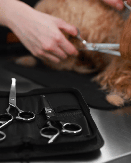 Students practicing dog grooming during hands-on training at Fancy Paws Grooming School in Chicago